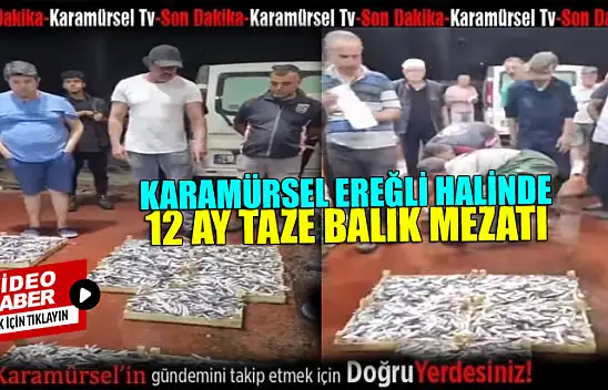 Karamürsel Ereğli balık halinde 12 ay taze balık var
