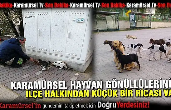 Karamürsel'in hayvan gönüllülerinin bir ricası var!