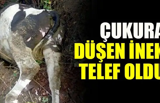 Karamürsel'de kuyuya düşen inek telef oldu