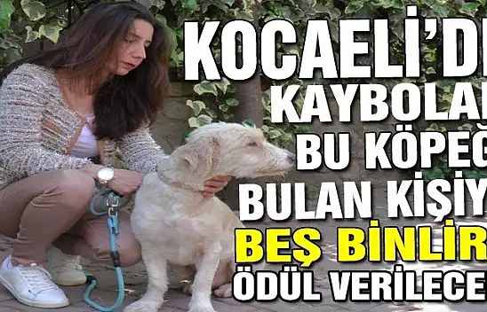 Köpeğini bulan kişiye 5 bin tl ödül verecek!