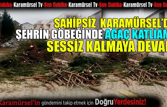 Sahipsiz Karamürsel'de çarşının göbeğinde ağaç katliamı yapılıyor!