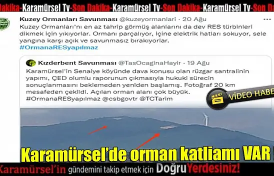 Sahipsiz Karamürsel'de orman katliamı devam ediyor!