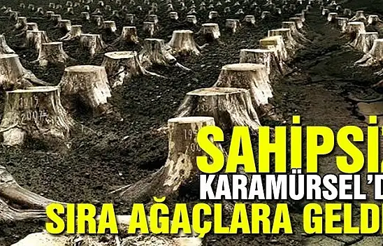Sahipsiz Karamürsel'de sıra ağaçlarda