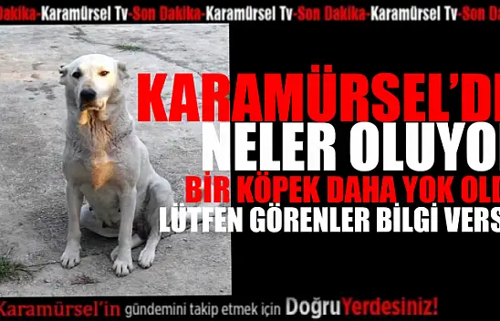 Sokak canlılarını kim yada kimler toplatıyor