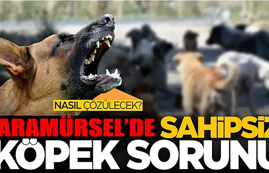 Sokak Köpekleri Vatandaşları Tedirgin Ediyor
