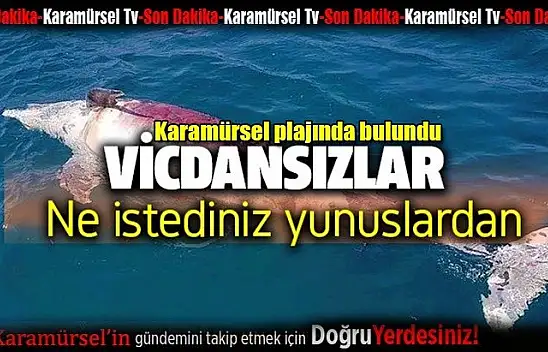 Vicdansızlar, yavru yunusa ateş edip öldürmüşler!