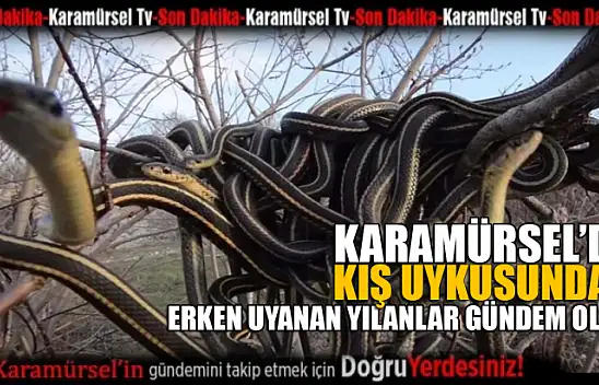 Yılanlar kış uykusundan erken uyandı!