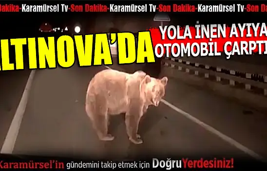 Yola atlayan ayıya taksi çarptı