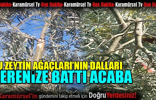 Zeytin ağaçlarının dalları nerenize battı
