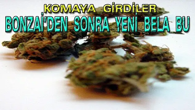BONZAİ'DEN SONRA YENİ BELA BU