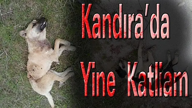 Kandıra'da Yine Katliam