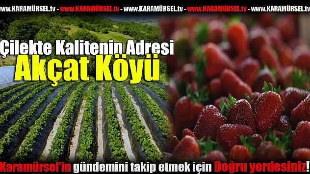 Çilek Hasadı Başladı: 'Kalitenin Adresi Akçat Köyü'