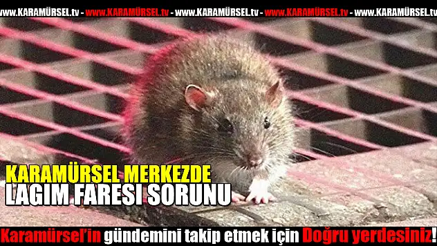 'Karamürsel'in Sessiz Çığlığı: Üç Büyük Sorun Gündemde!'