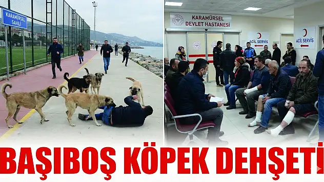 Karamürsel Sahilinde Başıboş Köpek Dehşeti