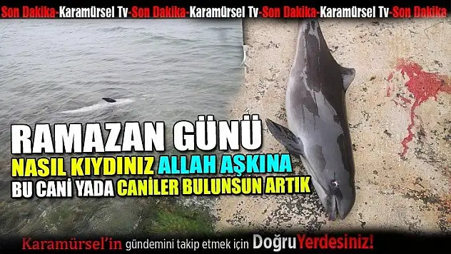 Ramazan günü yavru yunus balığının kafasına ateş etmişler!