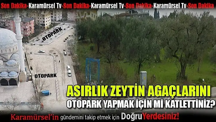 Asırlık zeytinlikler otopark olsun diye mi katledildi?