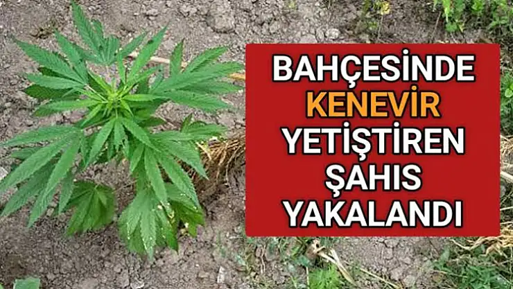 Evinin bahçesine esrar eken kişi şikayet üzerine yakalandı