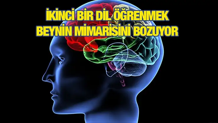 Dil Öğrenmek Beynin Mimarisini Bozuyor