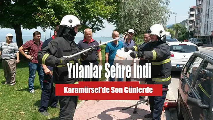 Karamürsel'de Yılanlar Sahile İndi