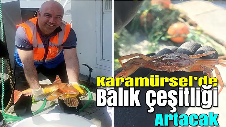 Karamürsel'de balık çeşitliği artacak