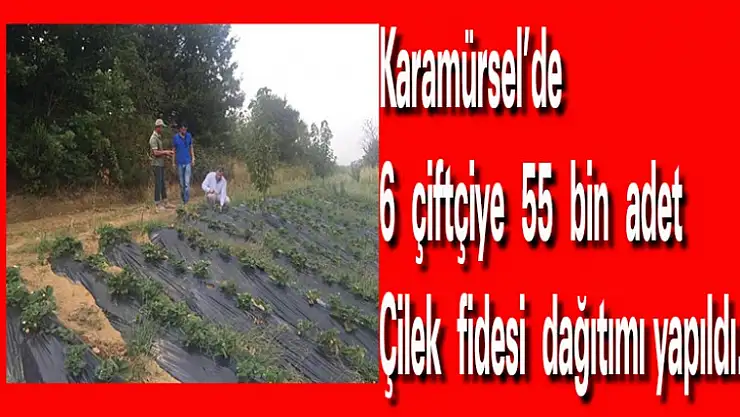 Karamürsel'de 6 çiftçiye 55 bin çilek fidesi