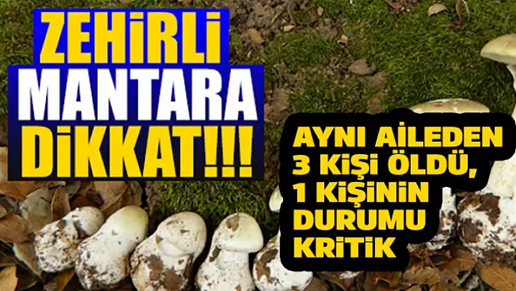 Zehirli mantar faciası: Aynı aileden 3 ölü. 1 durumu kritik