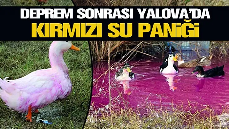 Yalova'da yer altından kırmızı su çıktı