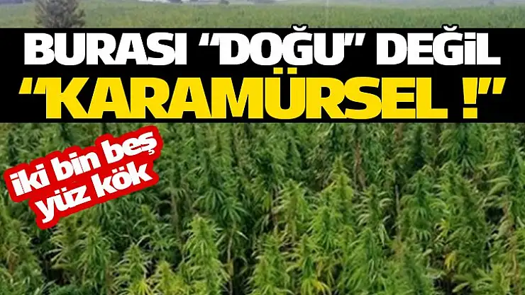 Karamürsel'de zehir tarlası bulundu, 2500 kök