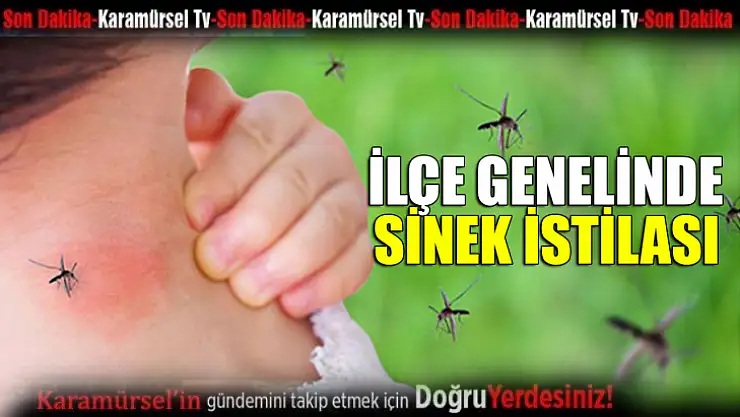 İlçe genelinde sinek istilası!