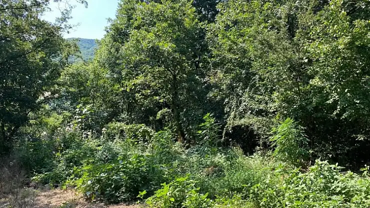 Karamürsel'de esrar yakalama sezonu başladı!