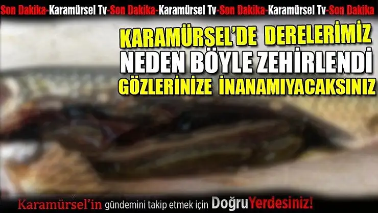 Karamürsel'de suları neyin zehirlediği sonunda araştırılıyor!