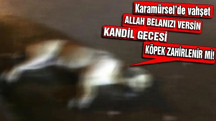 Karamürsel'de vahşet kandil gecesi köpek zehirlediler