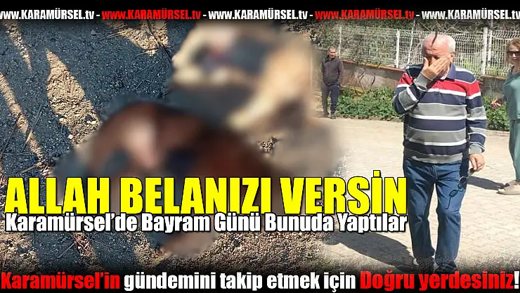 Karamürsel'deki Sokak Köpeklerine Zehirli Saldırı
