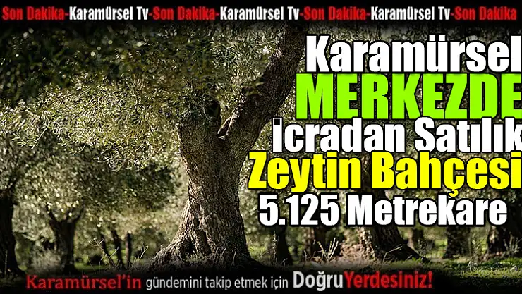 Karamürsel'deki Zeytinlik Satışa Çıkarılıyor