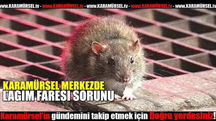 'Karamürsel'in Sessiz Çığlığı: Üç Büyük Sorun Gündemde!'