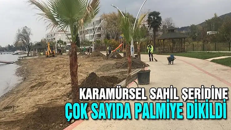 Karamürsel sahile çok sayıda palmiye ekildi