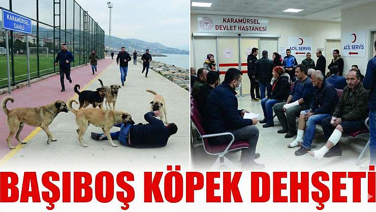 Karamürsel Sahilinde Başıboş Köpek Dehşeti