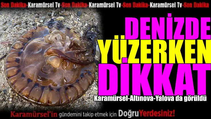 Marmara'da Yeni Tür Deniz Anası Tehlikesi