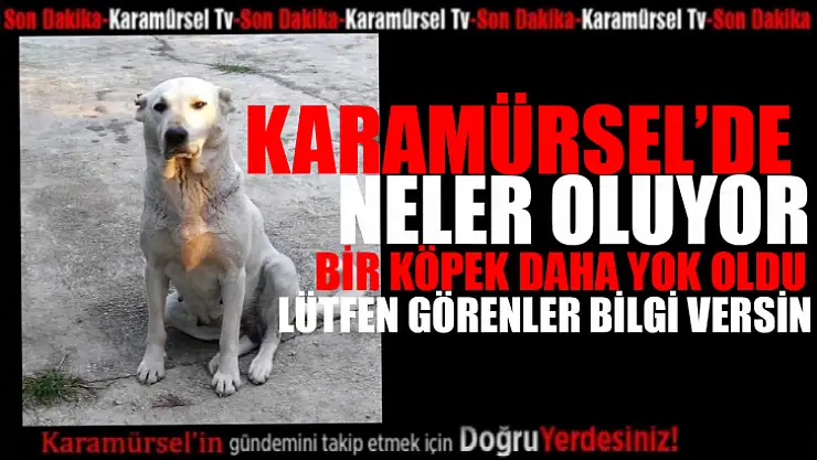 Sokak canlılarını kim yada kimler toplatıyor