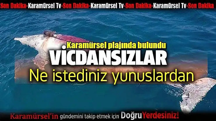 Vicdansızlar, yavru yunusa ateş edip öldürmüşler!