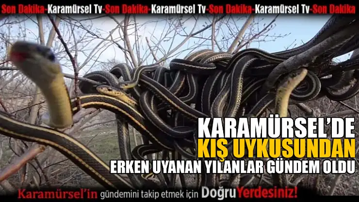 Yılanlar kış uykusundan erken uyandı!