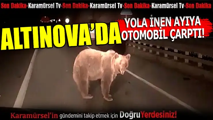 Yola atlayan ayıya taksi çarptı