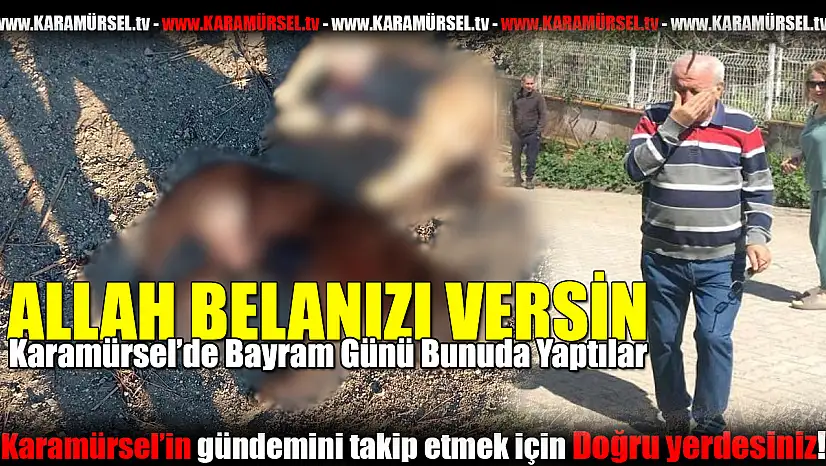 Karamürsel'deki Sokak Köpeklerine Zehirli Saldırı