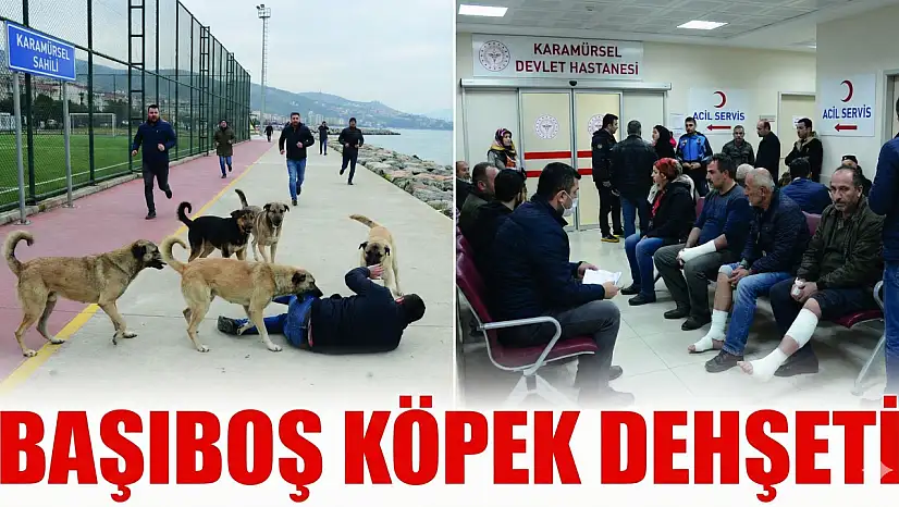 Karamürsel Sahilinde Başıboş Köpek Dehşeti