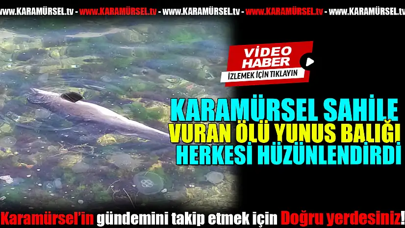 Karaya Vuran Yunus Balığı herkesi üzdü!