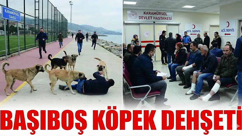 Karamürsel Sahilinde Başıboş Köpek Dehşeti