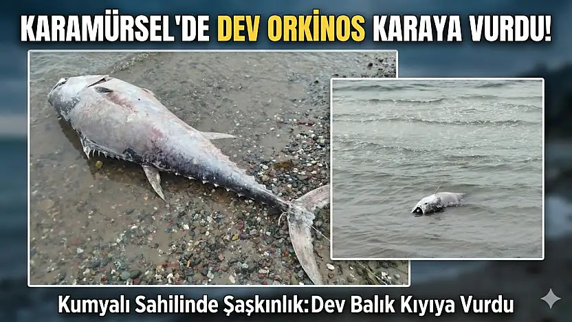 KARAMÜRSEL SAHİLİNDE DEV ORKİNOS ŞAŞKINLIĞI