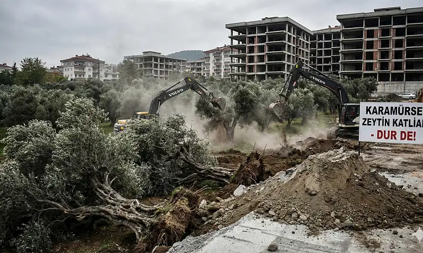Karamürsel'de Doğa Kıyımı İddiası: İnşaat Uğruna Asırlık Zeytin Ağaçları Yok Ediliyor!