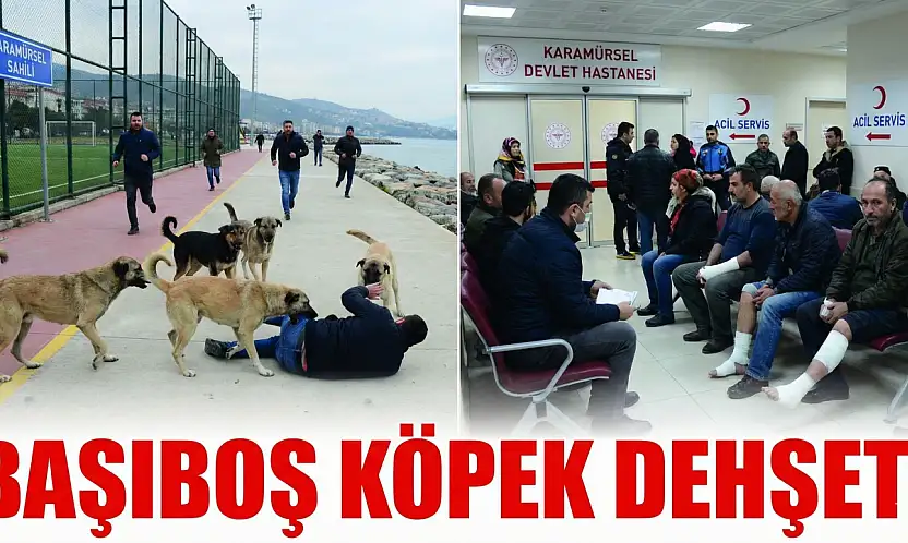 Karamürsel Sahilinde Başıboş Köpek Dehşeti