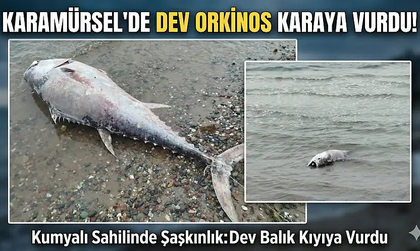 KARAMÜRSEL SAHİLİNDE DEV ORKİNOS ŞAŞKINLIĞI